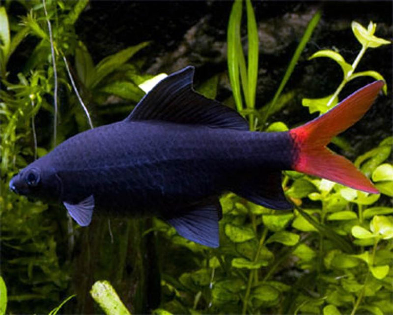 BEAUTIFUL REDTAIL SHARKMINNOW 2" (Epalzeorhynchos bicolor)
