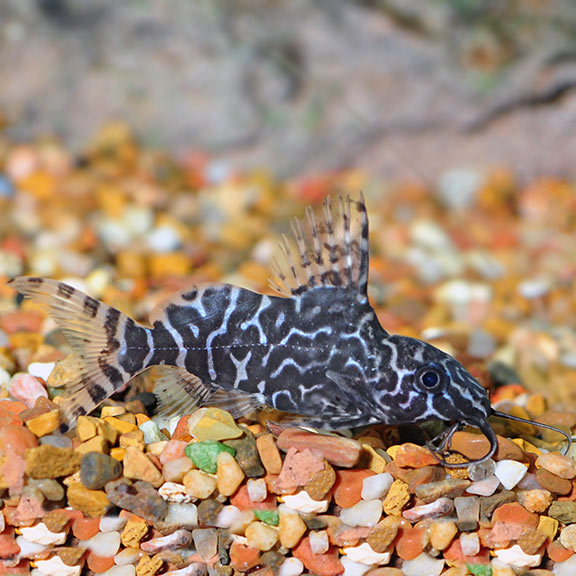 AMAZING SYNODONTIS EUPTERUS 4"