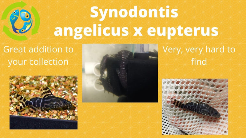 SYNODONTIS ANGELICUS X EUPTERUS 2 inches