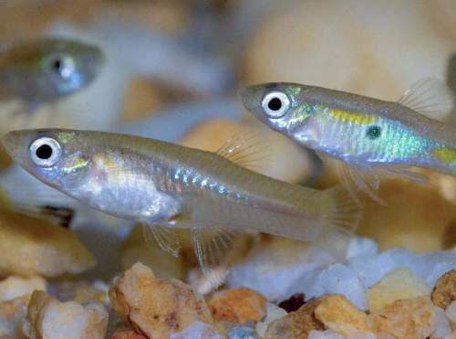 25 GUPPY FEEDER FROM 1/4 TO 3/4 INCH LIVE FOOD FOR FISH