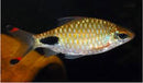 GREAT FILAMENTOSA BARB JUMBO 3 INCHES (Puntius filamentosus )