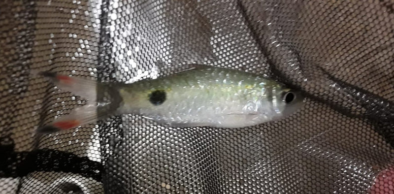 GREAT FILAMENTOSA BARB JUMBO 3 INCHES (Puntius filamentosus )