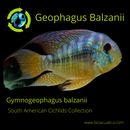 GEOPHAGUS BALZANII 2.5 UNSEXED INCHES (Gymnogeophagus balzanii)