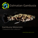 3 GAMBUSIA MELANISTIC DALMATIAN ONE MALE TWO FEMALES