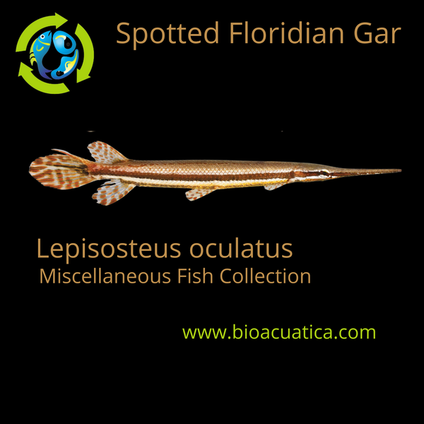 GREAT FLORIDIAN GAR 4 INCHES (Lepisosteus oculatus)