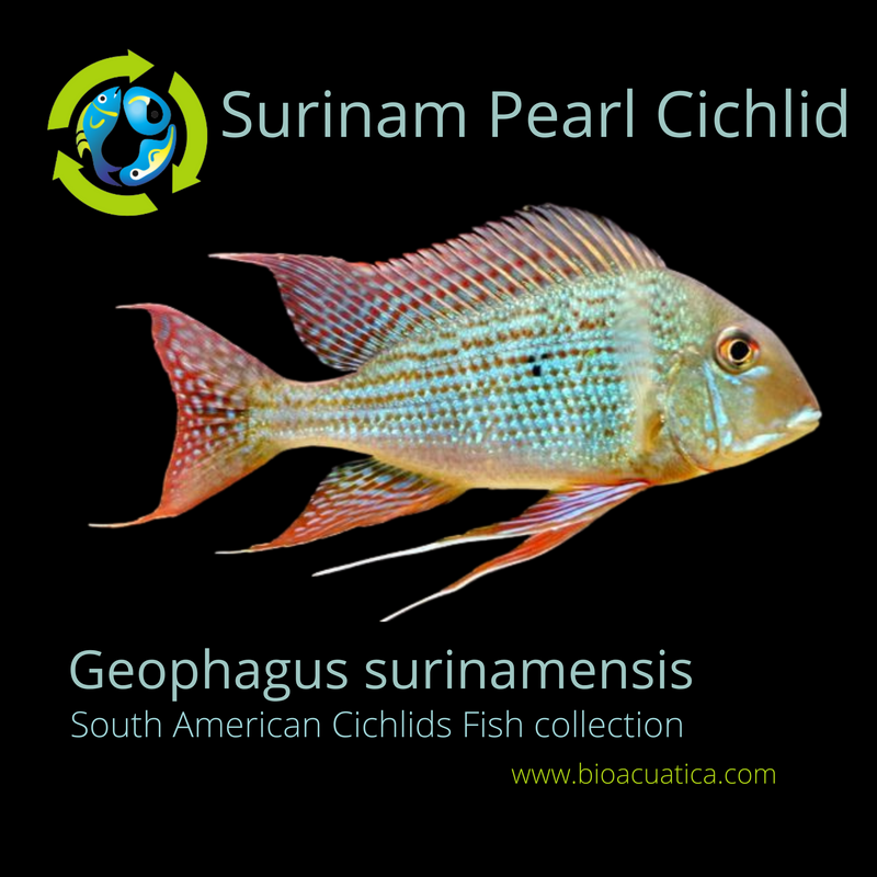 GREAT SURINAM PEARL CICHLID 2.0 INCHES UNSEXED (Geophagus surinamensis)