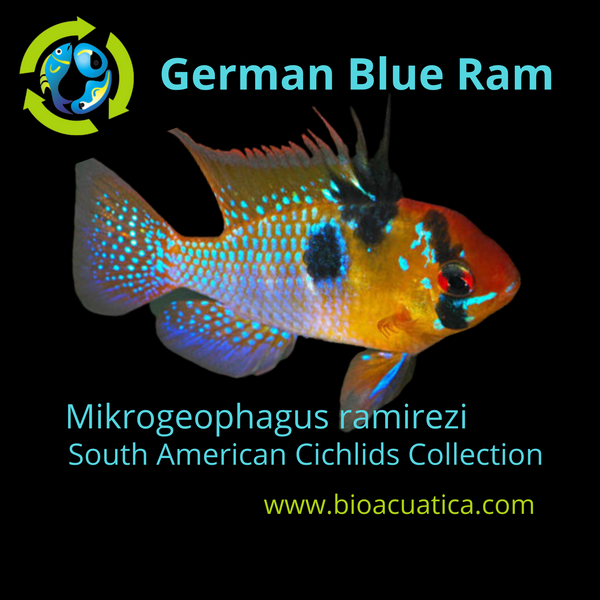 BEAUTIFUL GERMAN BLUE RAM 1.5 INCH UNSEXED (Mikrogeophagus ramirezi)