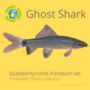 SPLENDID GHOST SHARKMINNOW 2" (Epalzeorhynchos frenatum,var.)