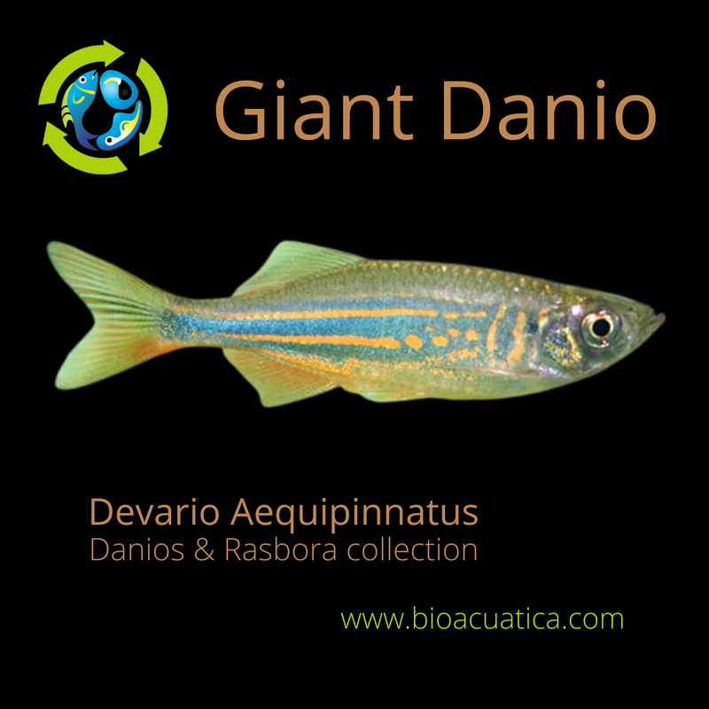 3 GREAT GIANT DANIO (Devario aequipinnatus)