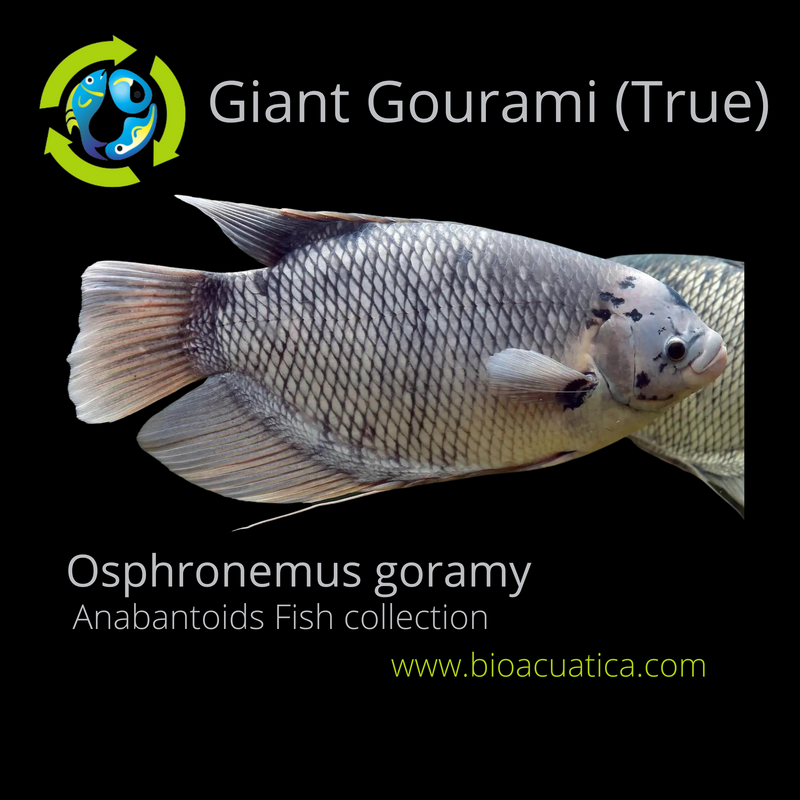 THE GREAT GIANT GOURAMI 2 INCHES UNSEXED (Osphronemus goramy)