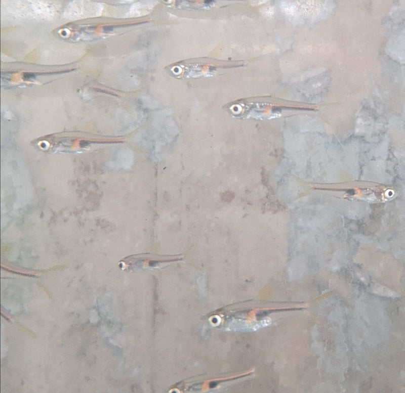5 CUTE GLOWLIGHT RASBORA (Trigonostigma hengeli)