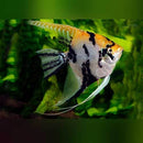 BEAUTIFUL GOLD MARBLE ANGELFISH (DOLLAR PLUS BODY SIZE)
