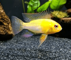 BEAUTIFUL GOLD RAM 1 TO 1.5 INCHES (Mikrogeophagus ramirezi) UNSEXED