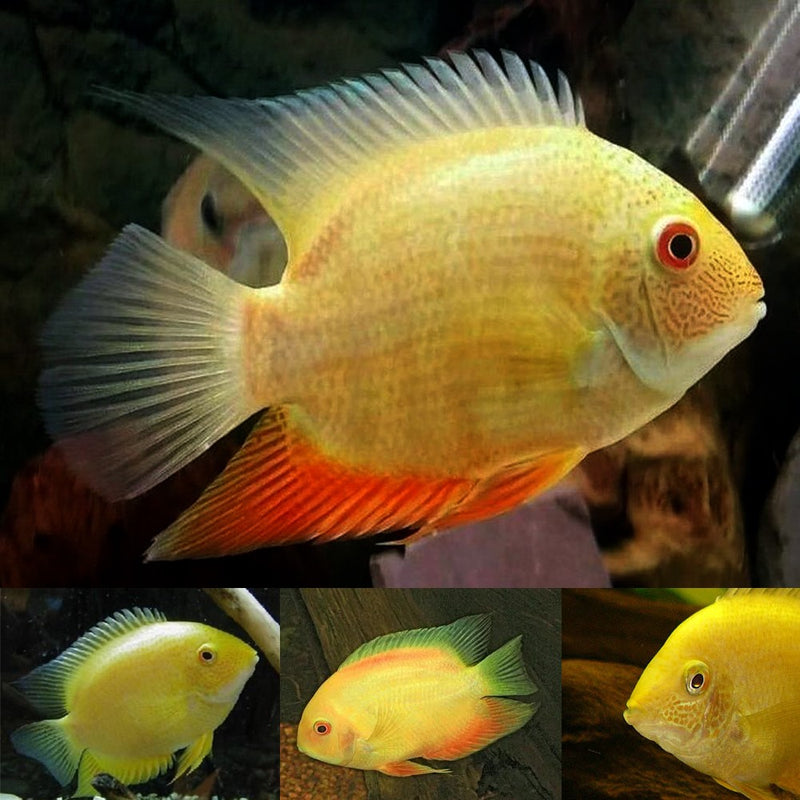 GREAT GOLD SEVERUM 2.5 to 3 INCHES UNSEXED (Heros severus)