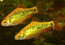 5 CUTE GOLD BARB  (Puntius semifasciolatus)
