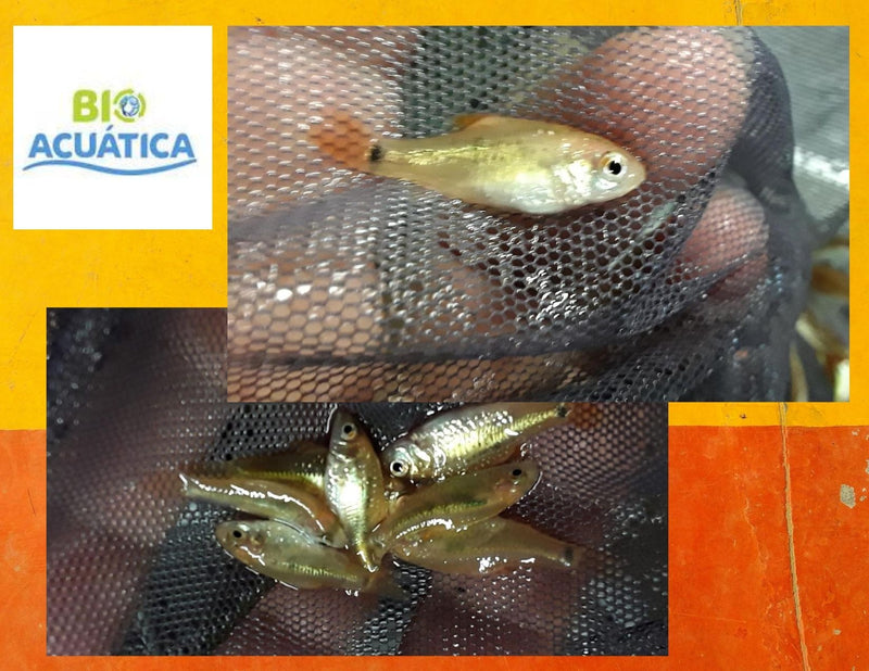 5 CUTE GOLD BARB  (Puntius semifasciolatus)