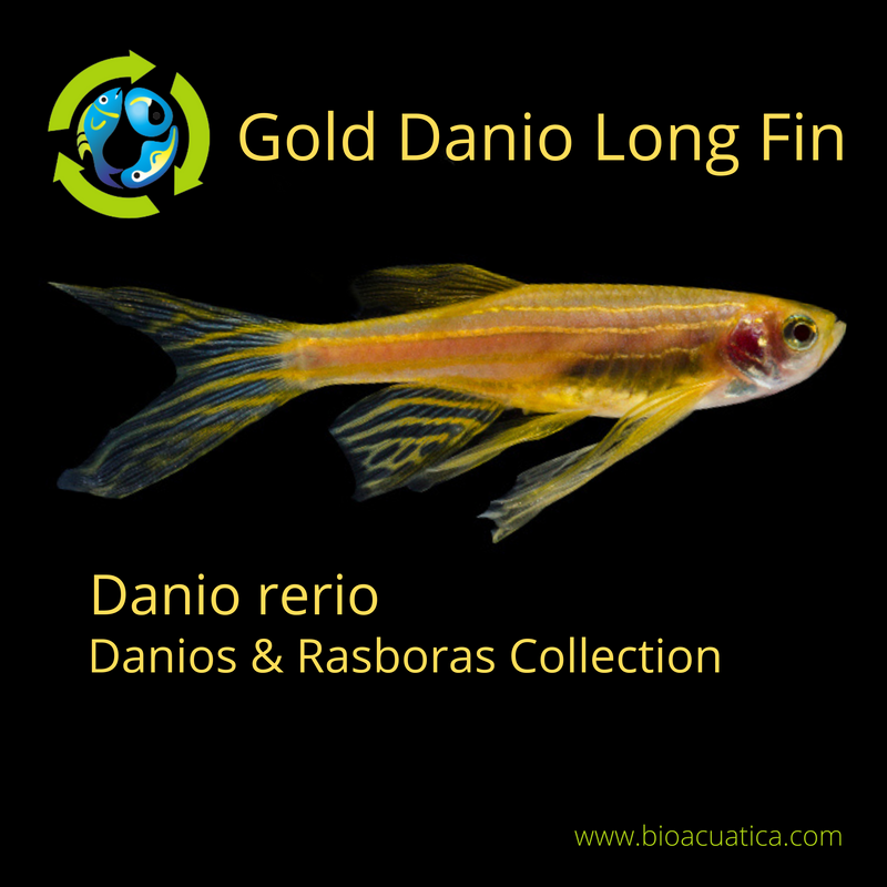 6 SUPER GOLD LONG FIN DANIO (Danio rerio)