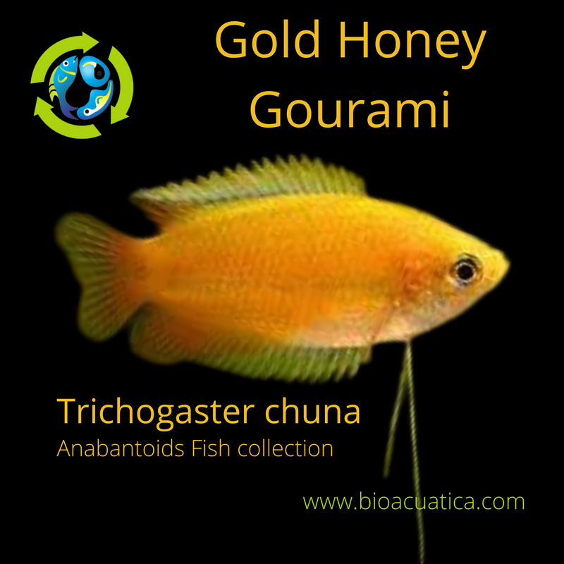 CUTE GOLD HONEY GOURAMI UNSEXED 1" (Trichogaster chuna)