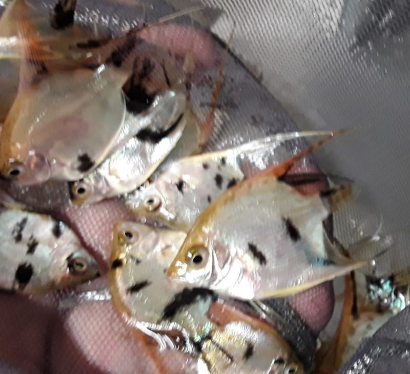 BEAUTIFUL GOLD MARBLE ANGELFISH (DOLLAR PLUS BODY SIZE)