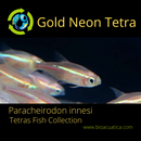 5 GOLD NEON TETRA (Paracheirodon innesi)