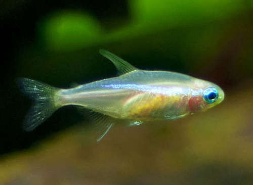 6 CUTE GOLD NEON TETRA (Paracheirodon innesi)