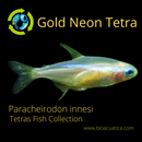 5 GOLD NEON TETRA (Paracheirodon innesi)