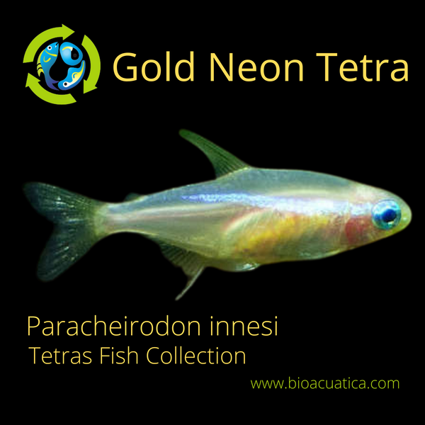 6 CUTE GOLD NEON TETRA (Paracheirodon innesi)