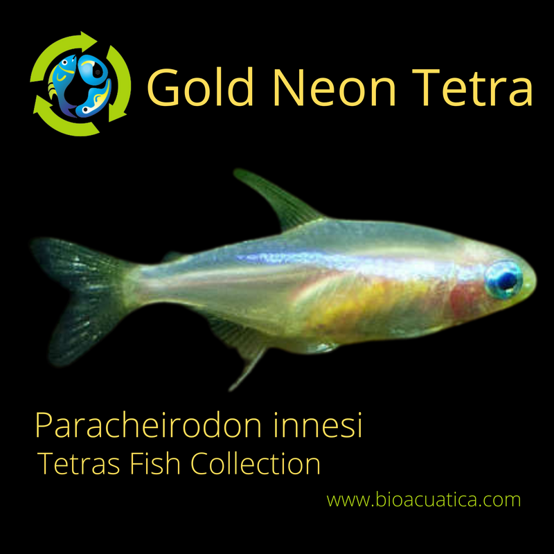 8 CUTE TINY GOLD NEON TETRA (Paracheirodon innesi)