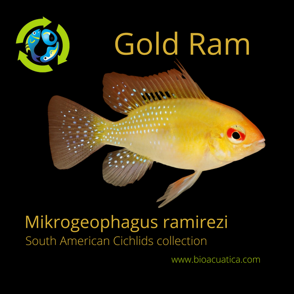 BEAUTIFUL GOLD RAM 1 TO 1.5 INCHES (Mikrogeophagus ramirezi) UNSEXED