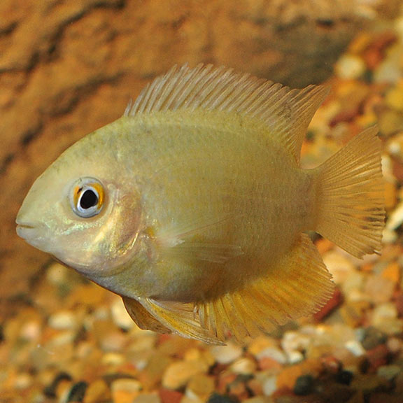 GORGEOUS GOLD SEVERUMS 1.5 INCHES UNSEXED