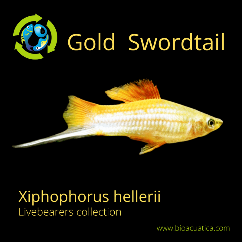 3 GREAT GOLD SWORDTAIL 1 MALE 2 FEMALE (Xiphophorus hellerii)