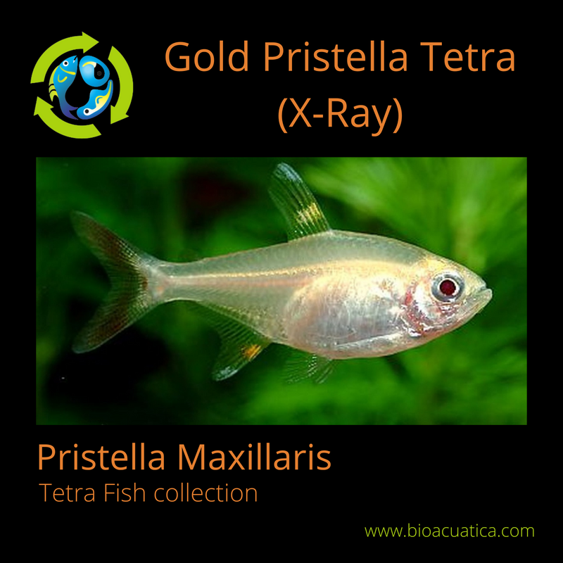 5 BEAUTIFUL GOLD PRISTELLA TETRA X-RAY (Pristella Maxillaris)