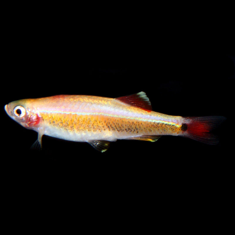 5 CUTE GOLD WHITE CLOUD MOUNTAIN MINNOW  (Tanichthys albonubes)