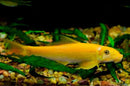3 pack GOLD CHINESE ALGAE EATER 1.5" (Gyrinocheilos aymonieri)