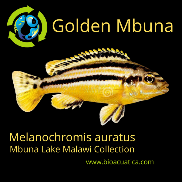 GOLDEN MBUNA 1.5 TO 2" UNSEXED (Melanochromis auratus)