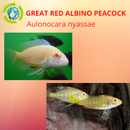 GREAT RED ALBINO PEACOCK 2" (Aulonocara nyassae) UNSEXED