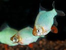 PLATINUM GREEN TIGER BARB MEDIUM SIZE (Desmopuntius tetrazona var)