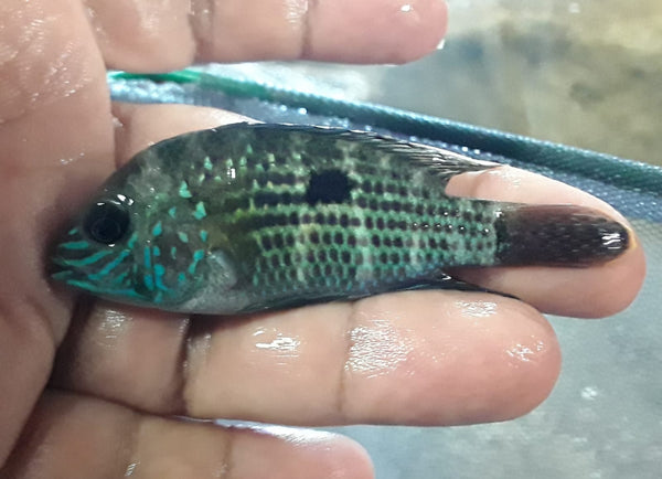 BEAUTIFUL GREEN TERROR CICHLID 2.5"