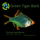 6 GREEN TIGER BARB SMALL UNSEXED (Puntius tetrazona)