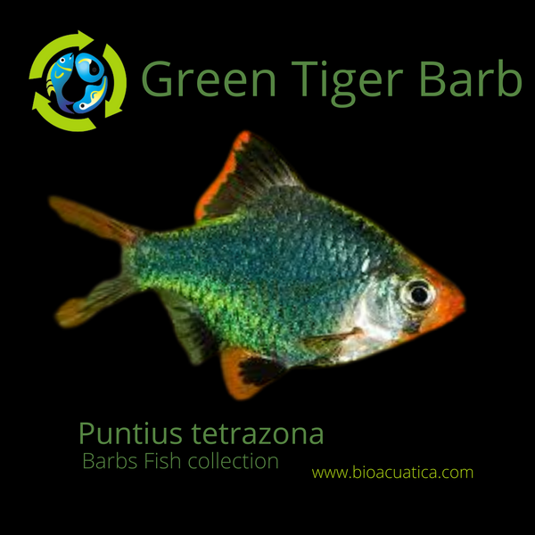 3 GREEN TIGER BARB SMALL UNSEXED (Puntius tetrazona)
