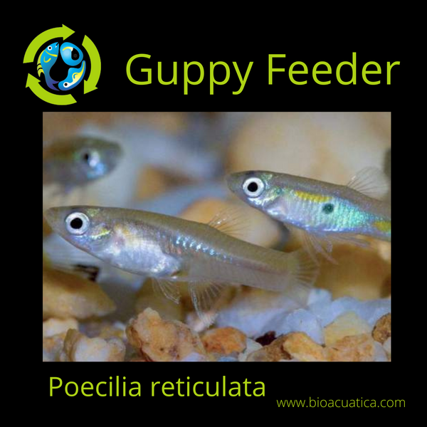 25 GUPPY FEEDER FROM 1/4 TO 3/4 INCH LIVE FOOD FOR FISH