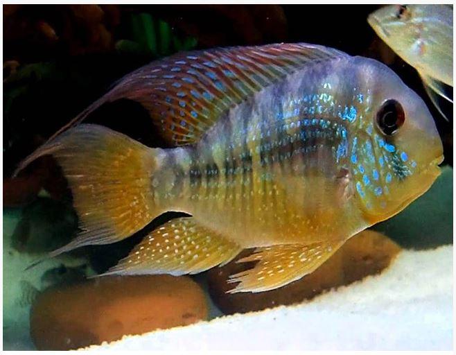 GEOPHAGUS BALZANII  4 INCHES LIKELY MALE (Gymnogeophagus balzanii)