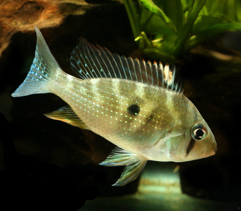 ACARICHTHYS HECKELII 1.5" - THREADFIN GEOPHAGUS