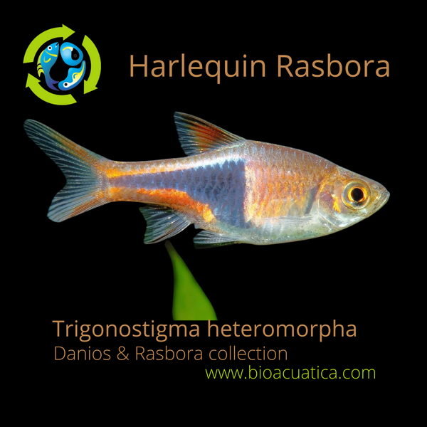 5 BEAUTIFUL HARLEQUIN RASBORA (Trigonostigma heteromorpha)