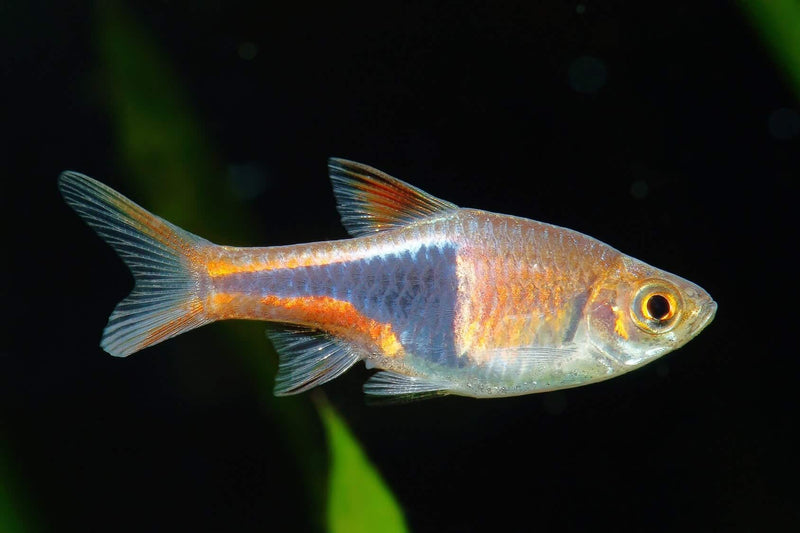 5 BEAUTIFUL HARLEQUIN RASBORA (Trigonostigma heteromorpha)