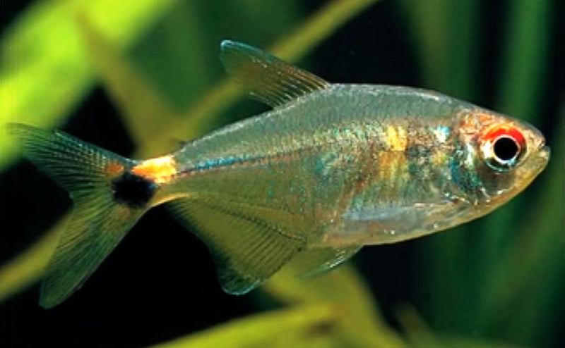 5 HEAD & TAIL LITE TETRA REGULAR (Hemigrammus ocellifer)