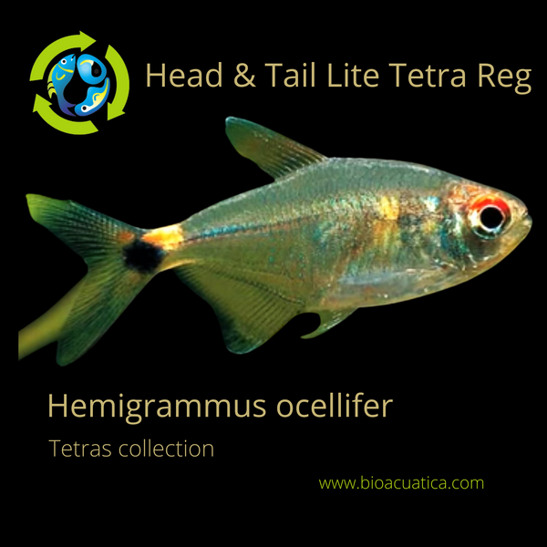 5 HEAD & TAIL LITE TETRA REGULAR (Hemigrammus ocellifer)