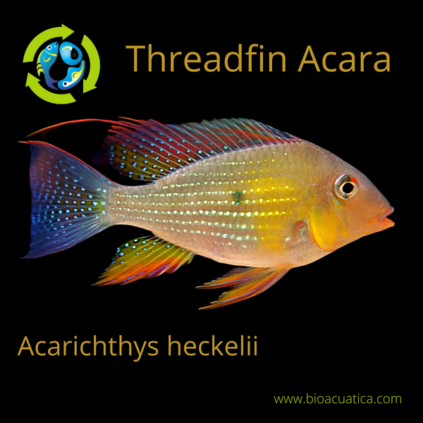 Threadfin Acarichthys Heckelii (1.5") - Peaceful Freshwater Cichlid For Aquariums