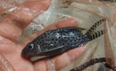 SYNODONTIS OCELLIFER 4 to 4.5"