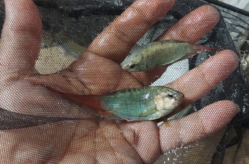 1 PAIR BLUE PARADISE GOURAMI (1 MALE + 1 FEMALE)